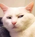 catSus static emote