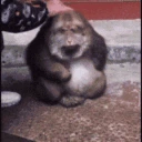 MongeyPats animated emote
