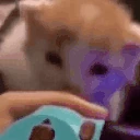 CatBite emote