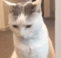 catinono emote