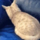 CouchEatingCat emote