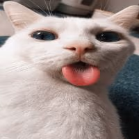 cat emote