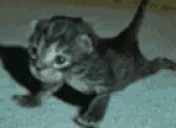 PushUps emote