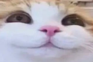 3 emote
