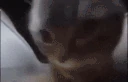 chipichipi emote