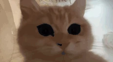 catStare emote