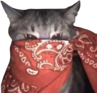 red_bandana_cat emote