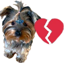BBidiot emote