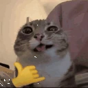 partycat emote