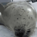 sealBellySlap animated emote