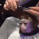 YOOOTHISMONKEGETTINGACUT emoji