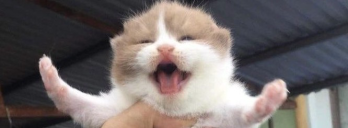 STOPFIGHTING static emote