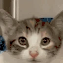 catScream emote