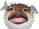 DaFish emote