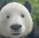 Pandro emote