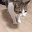 catfall emote