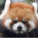 redpanda_angry emote