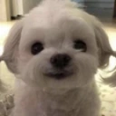 dog emote