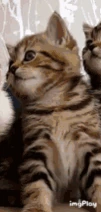 Cattoe emoji