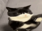 backoffbitch emote