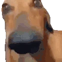 DogLookingSussyAndCute emote