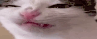 blepping emote