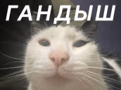 GANDblSH emote