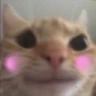 HappyCat emote