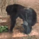 monkeyTwerk emoji