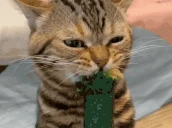 kokomber emote
