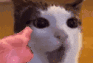blahblahblah animated emote