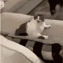 CatLick emote