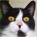 Supercoolcat emote