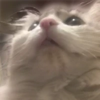 kittybb emote