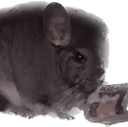 chinchilla_money emote