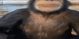 pon emote