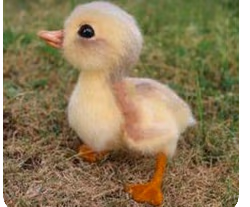 ducky emote