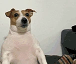 Bobik emote