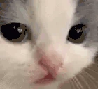 catSad emoji