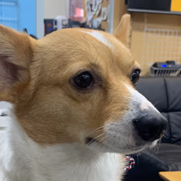 fox_serious emote