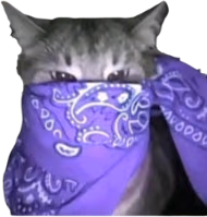 violet_bandana_cat emote