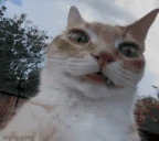 facecam emote