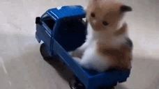 crash emote