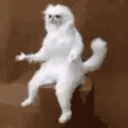 whycat emote