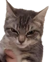 catangry emote