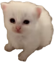 oopert emote