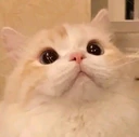 catsurprised emote