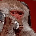 monkeCall emote