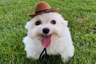 littlefuckassdog emote