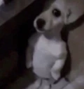 elperromonkeado emote